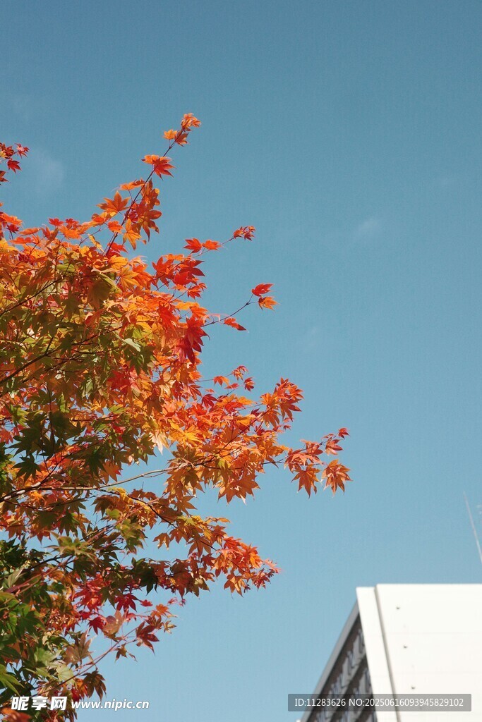 秋日红枫映蓝天