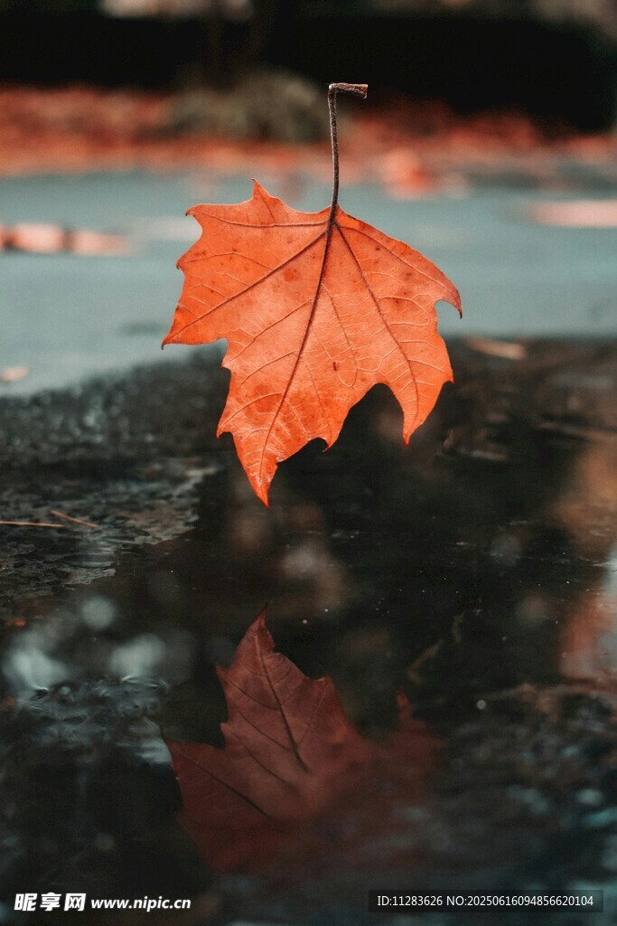 雨中枫叶