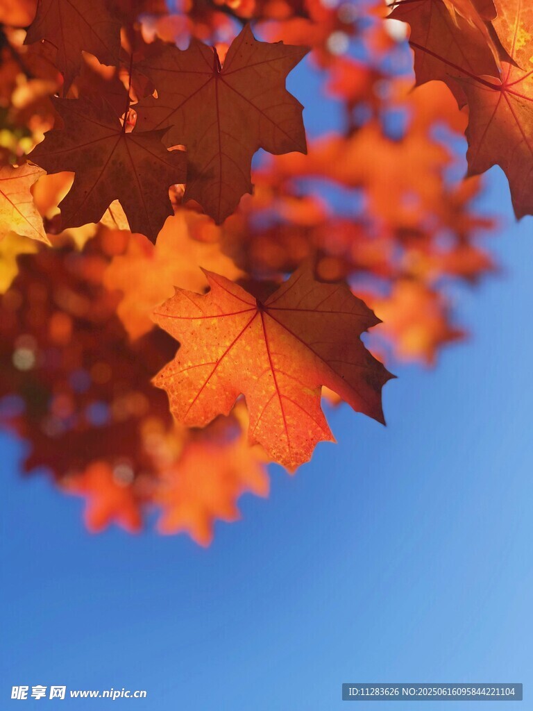 秋日红枫叶映蓝天