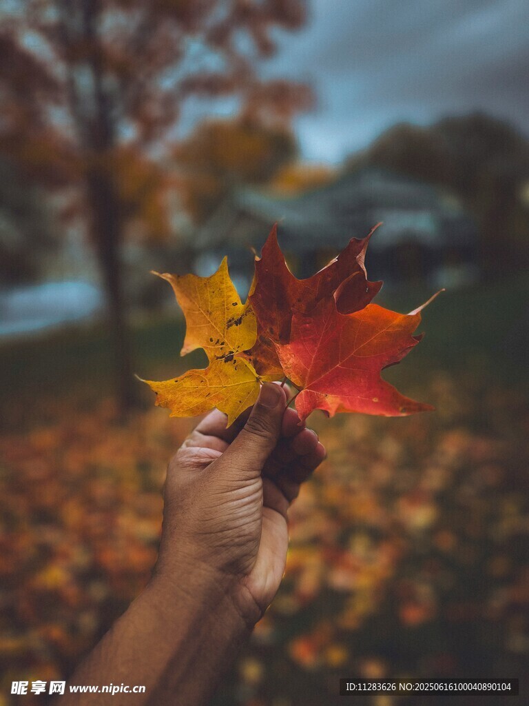 手捧秋叶的秋日浪漫瞬间