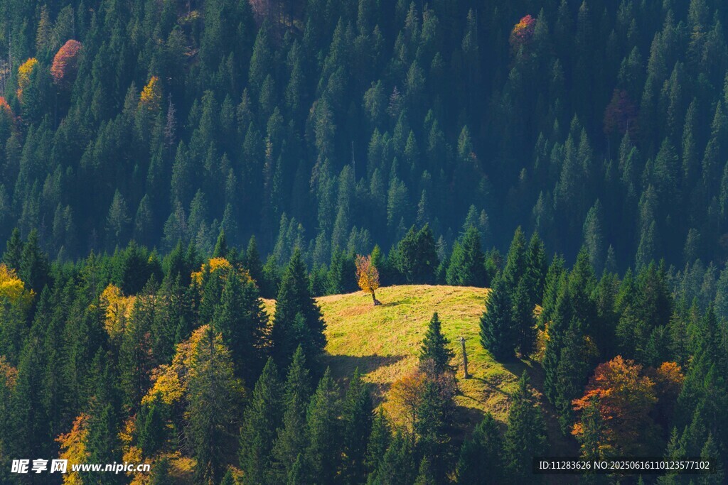 山间草地与茂密森林景观