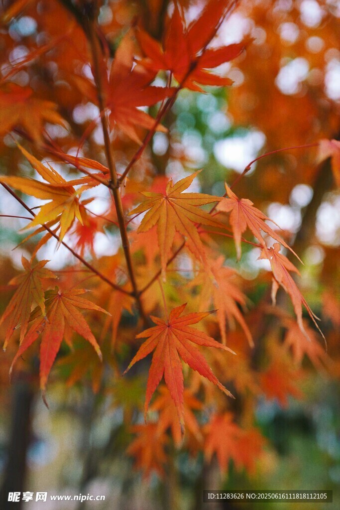 秋日红枫叶特写