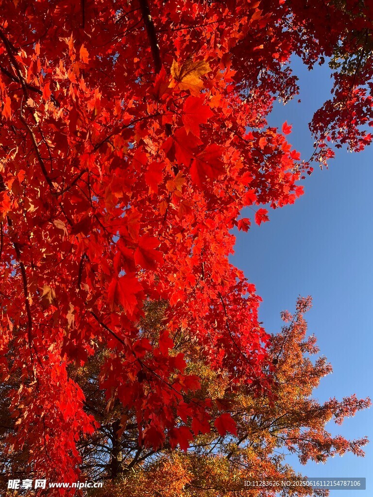 秋日红枫映蓝天