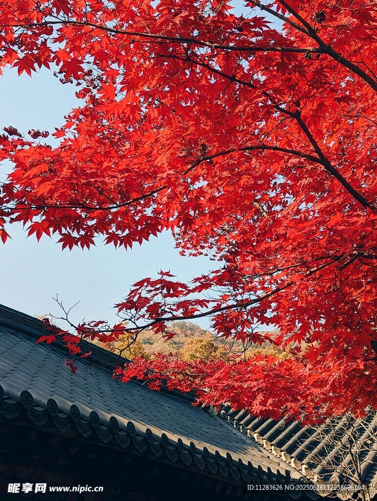 红枫映古建