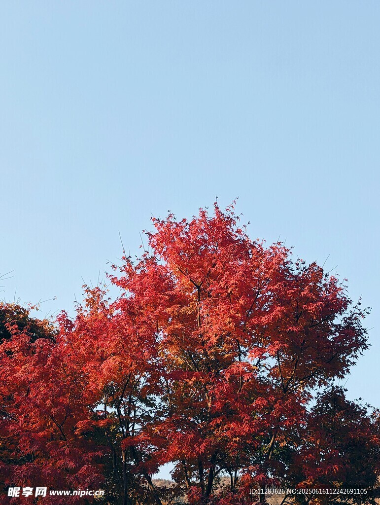 秋日红枫映蓝天