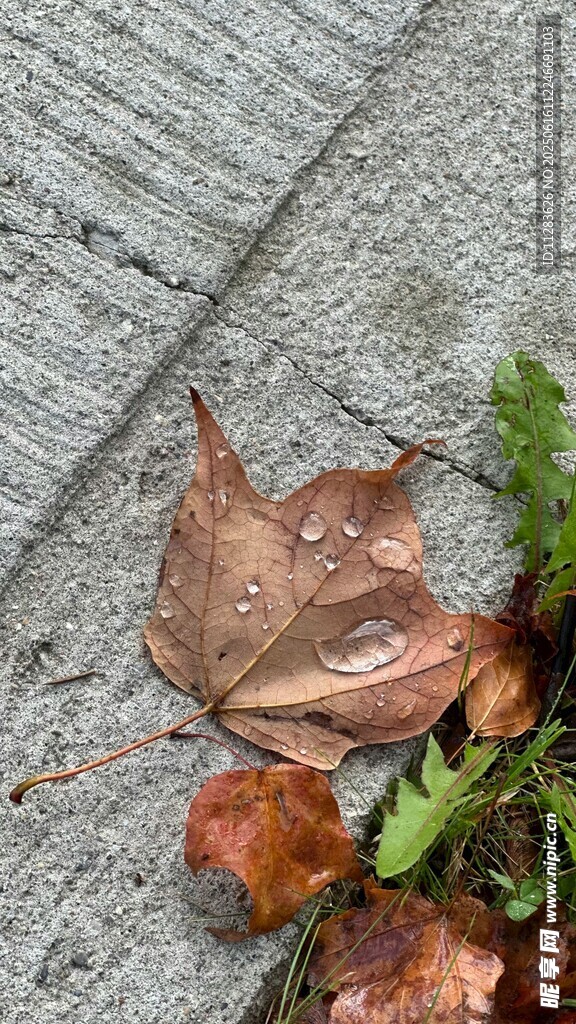 地面上的几片落叶