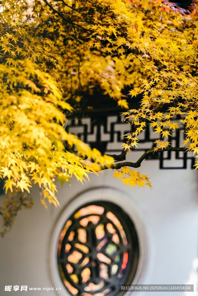 中式圆窗旁的金黄树叶