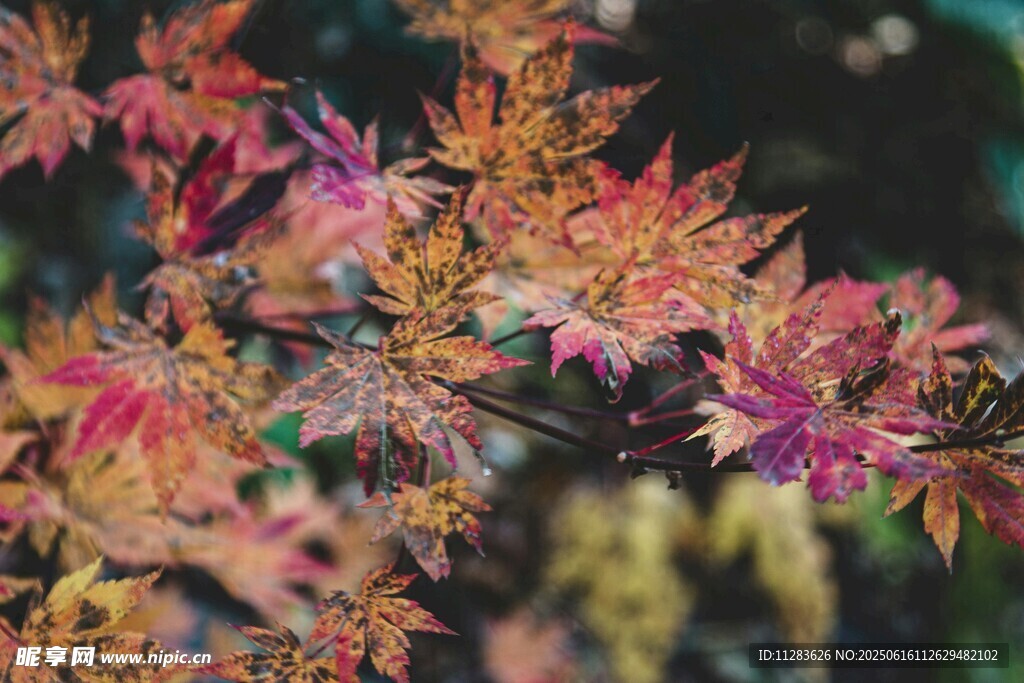 秋日绚烂枫叶枝头绽放