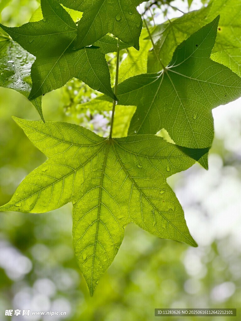 翠绿枫叶展现自然生机