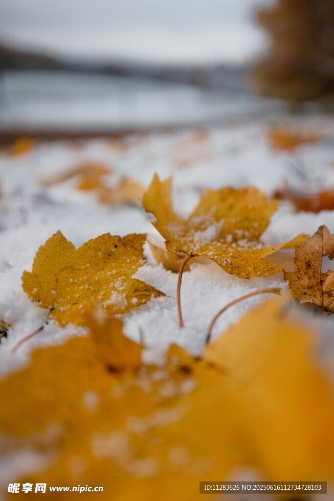 雪地上的金黄秋叶