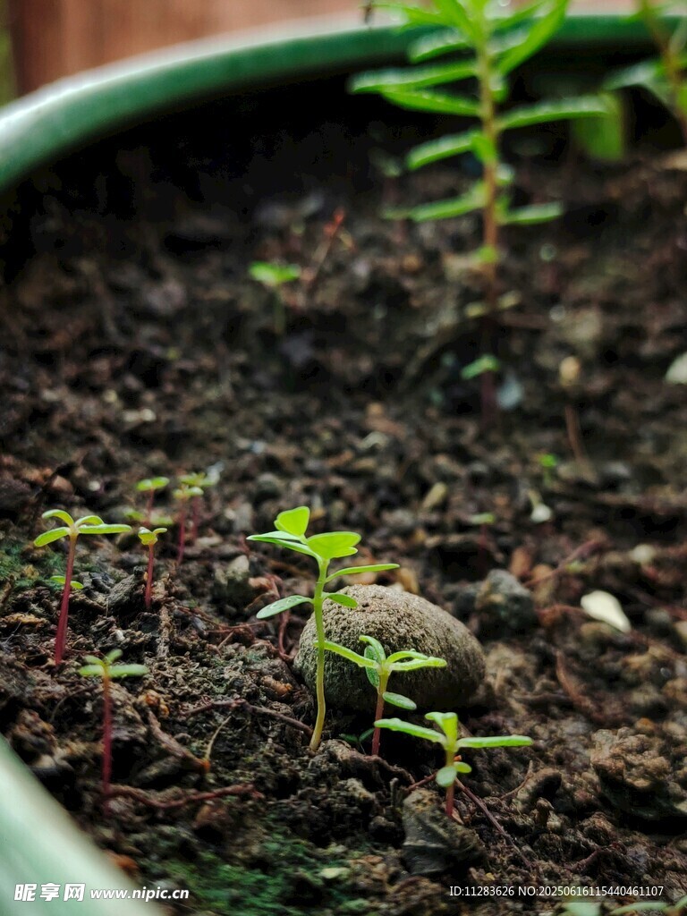 花盆中破土而出的嫩绿幼苗