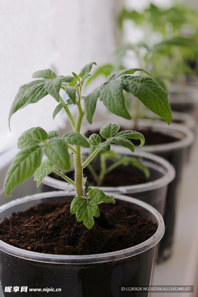 盆栽番茄幼苗整齐排列
