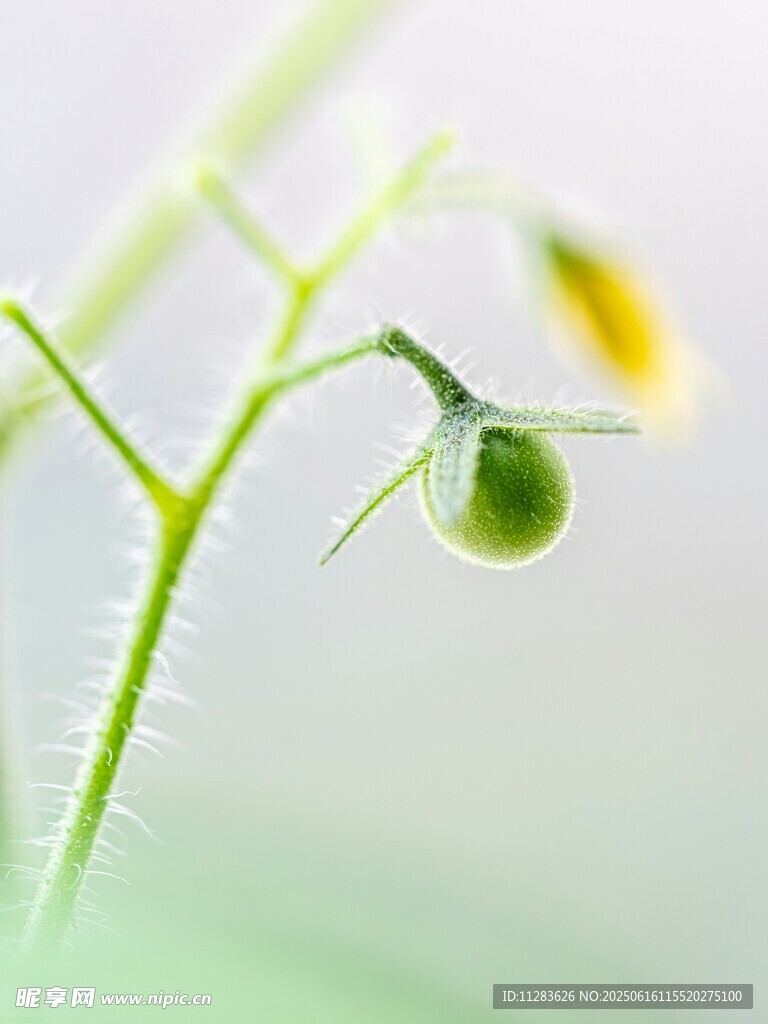 嫩绿小番茄