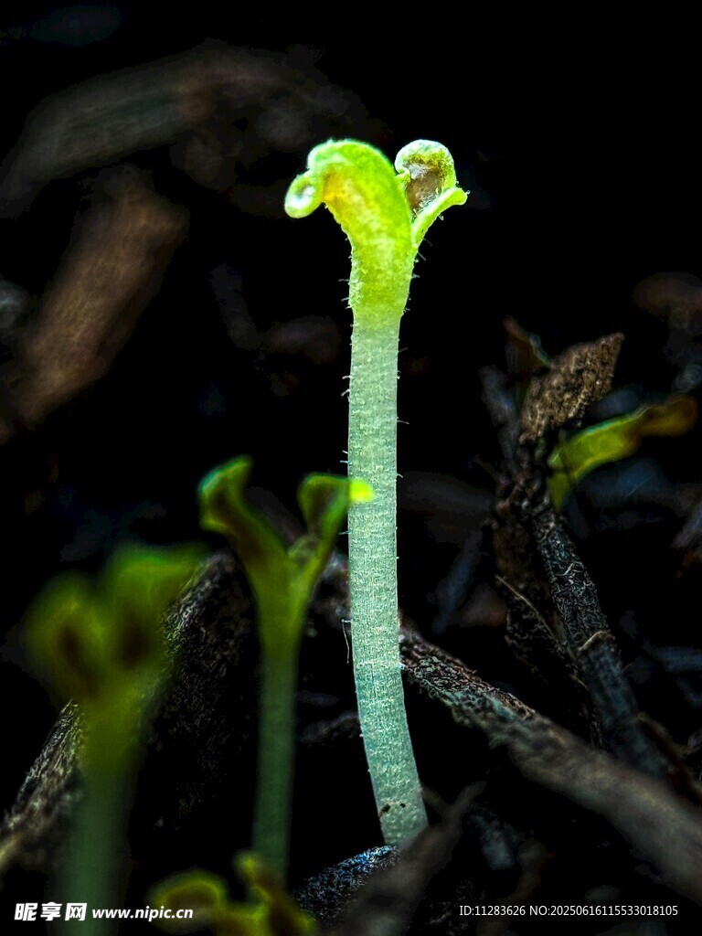 嫩绿幼苗破土而出