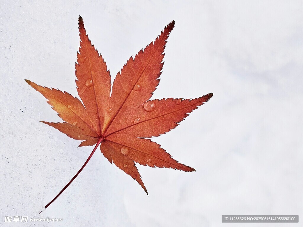 一片红枫叶