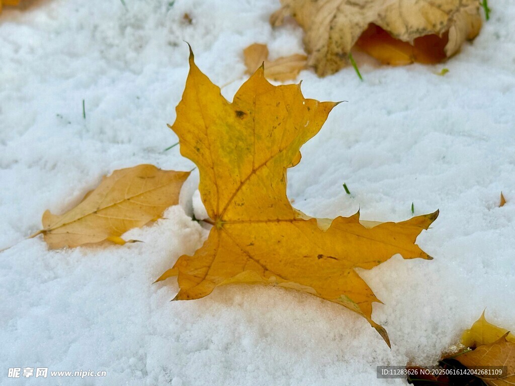雪地上的金黄枫叶
