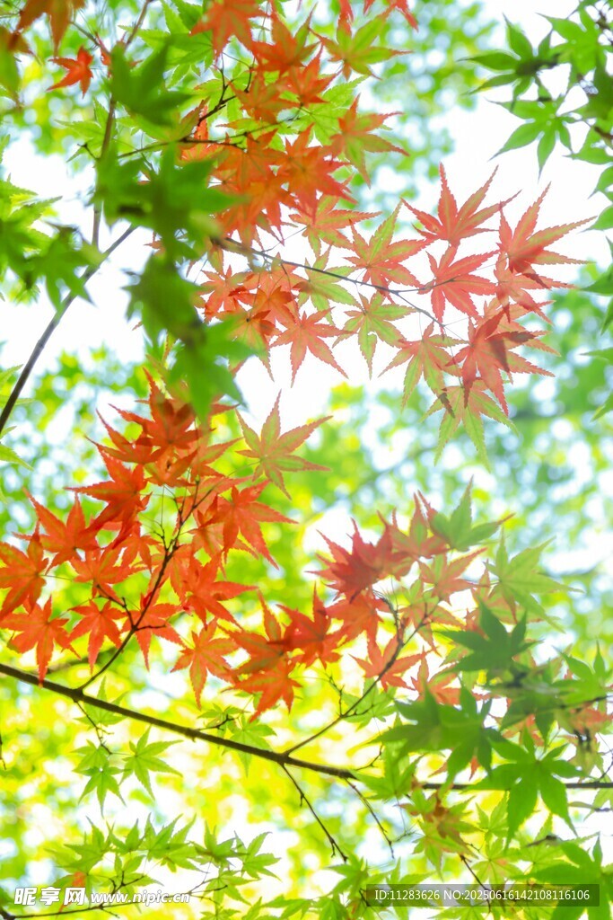 秋日红枫叶的斑斓景致