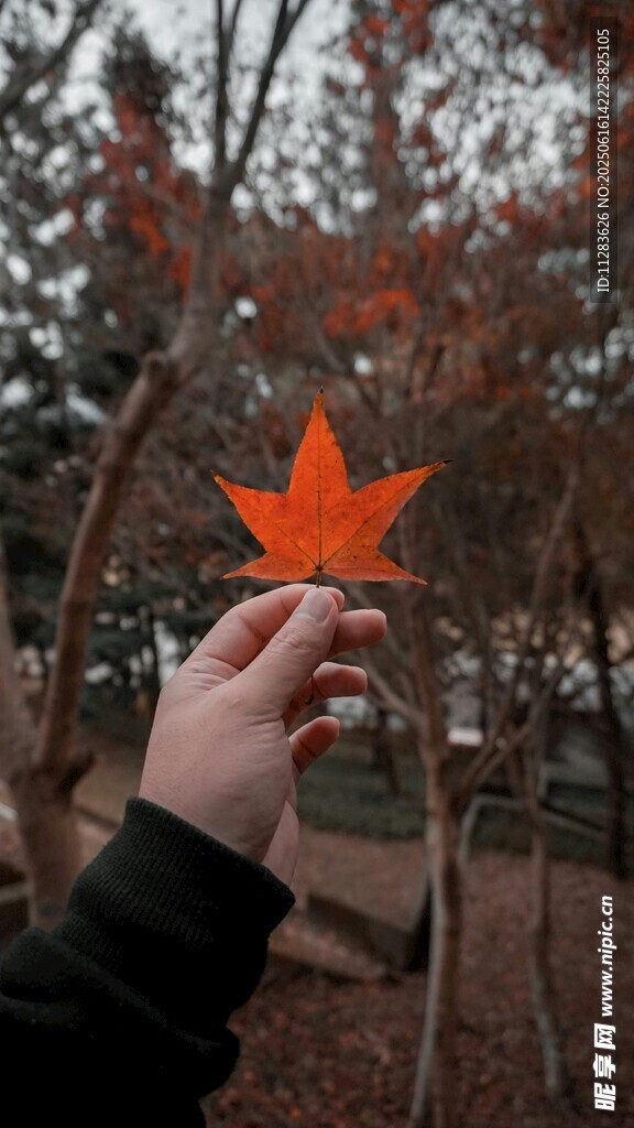 手持枫叶赏秋日美景