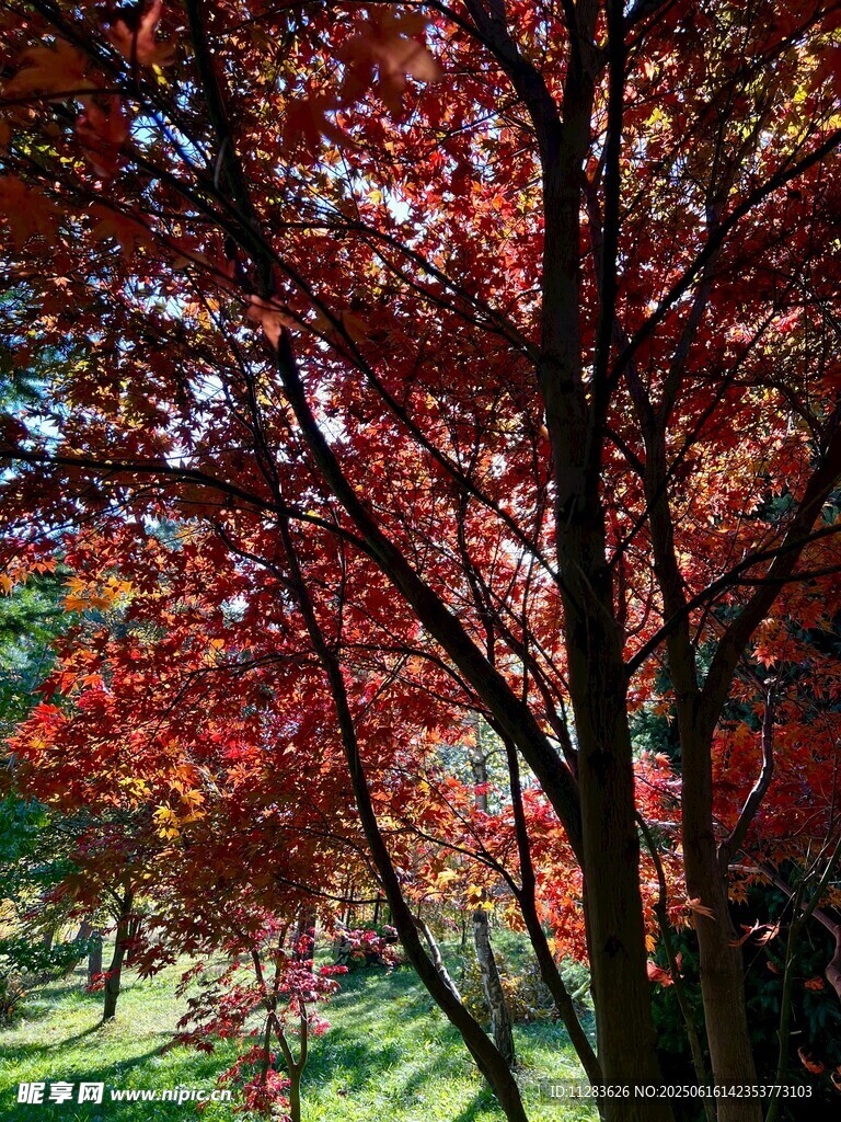 秋日红枫美景