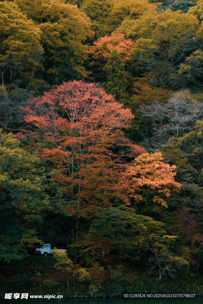 秋日山林斑斓美景