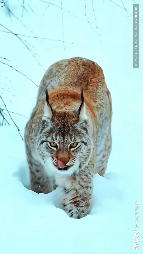 猞猁