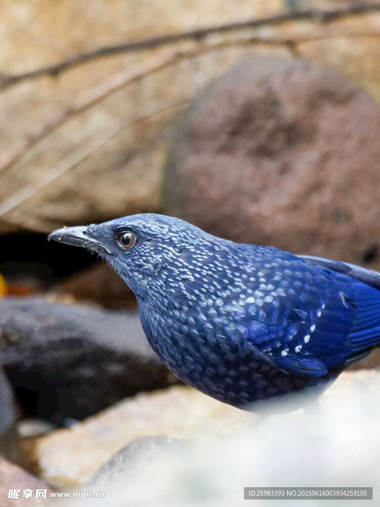 紫啸鸫