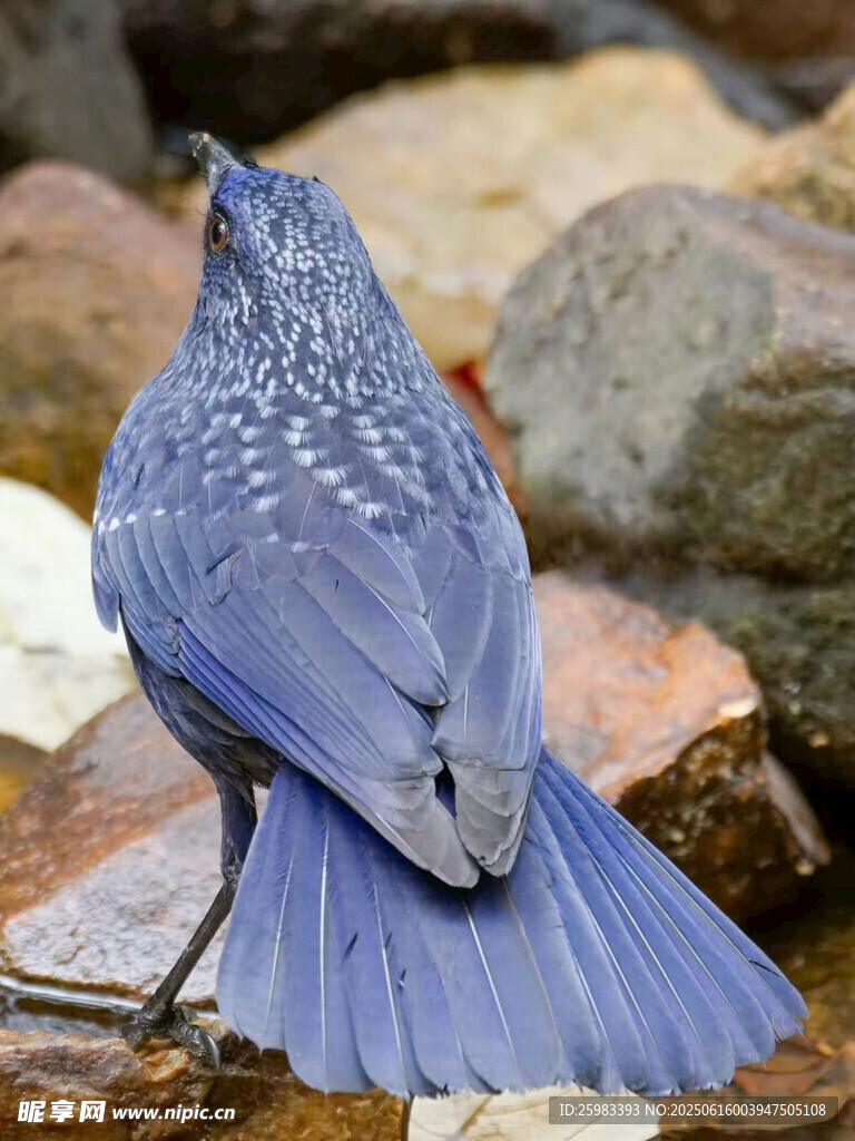 紫啸鸫