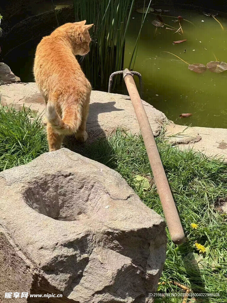 猫