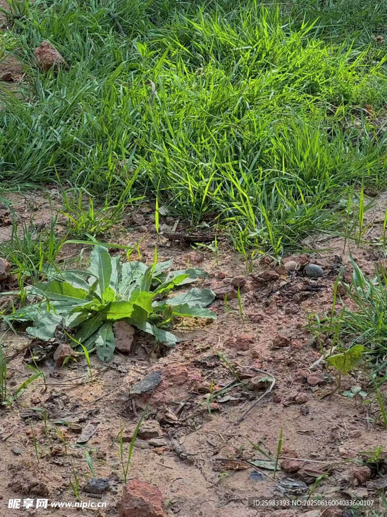草地