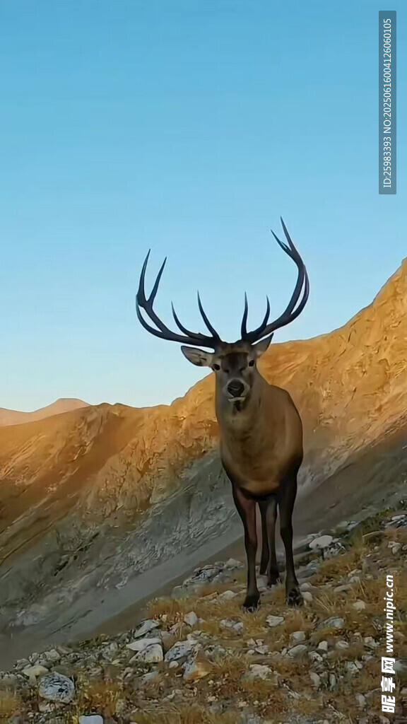 麋鹿