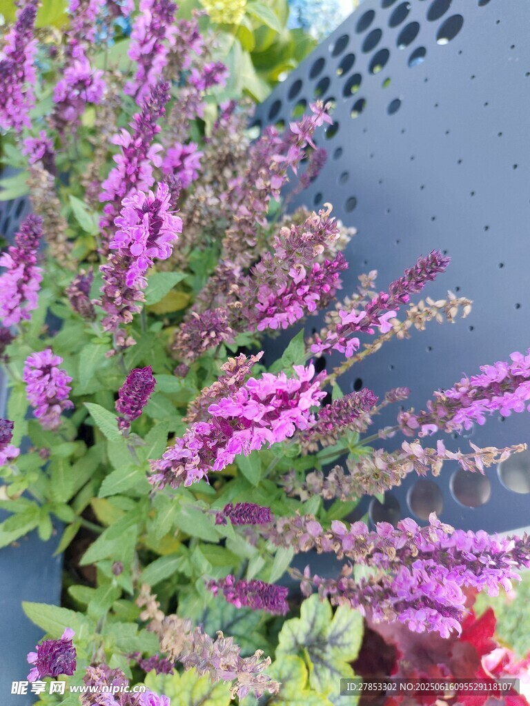 紫色花卉特写