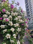繁花簇拥的城市景致