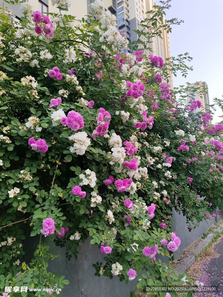 繁花盛开的蔷薇花墙