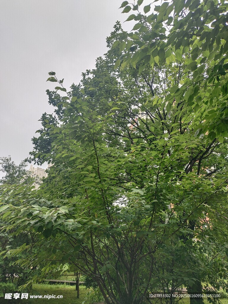 繁茂绿树