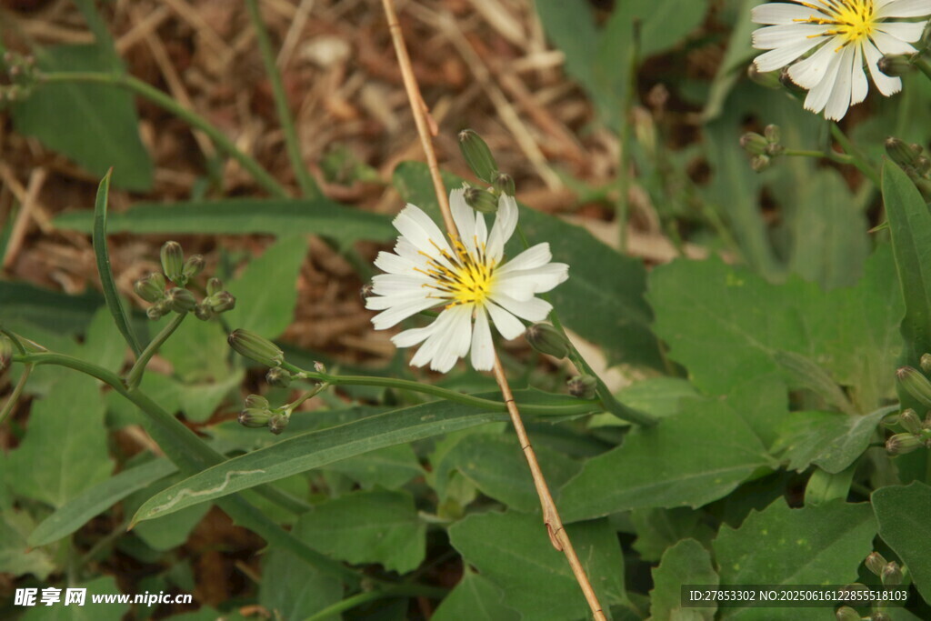 野外绽放的小白菊