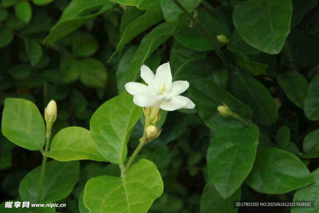 洁白茉莉花绽放绿叶间