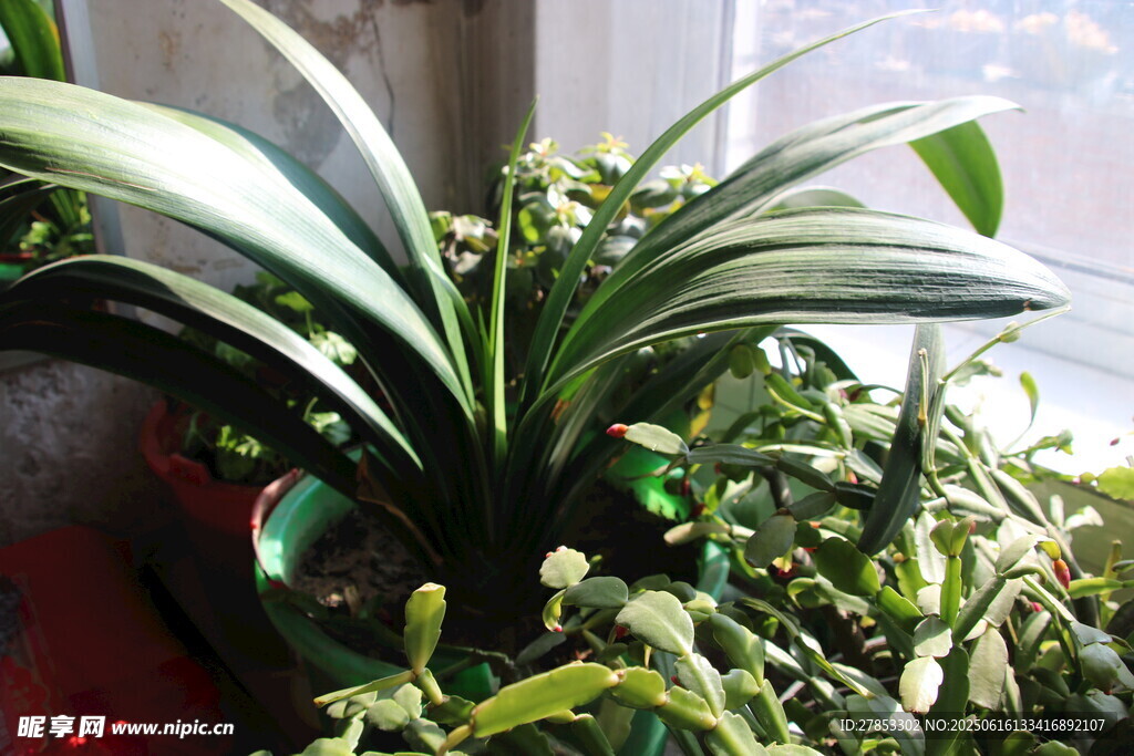 室内绿植盆栽展示