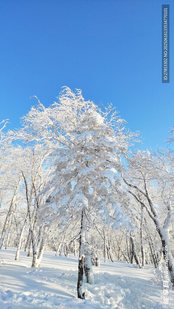 冬日雪林美景