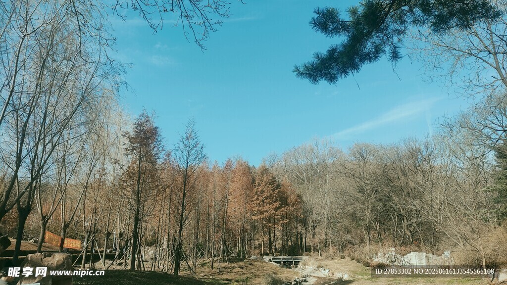 冬日树林风景