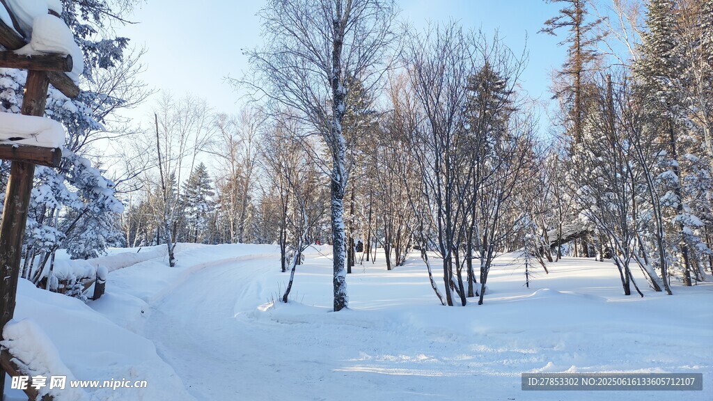 冬日雪景中的静谧树林