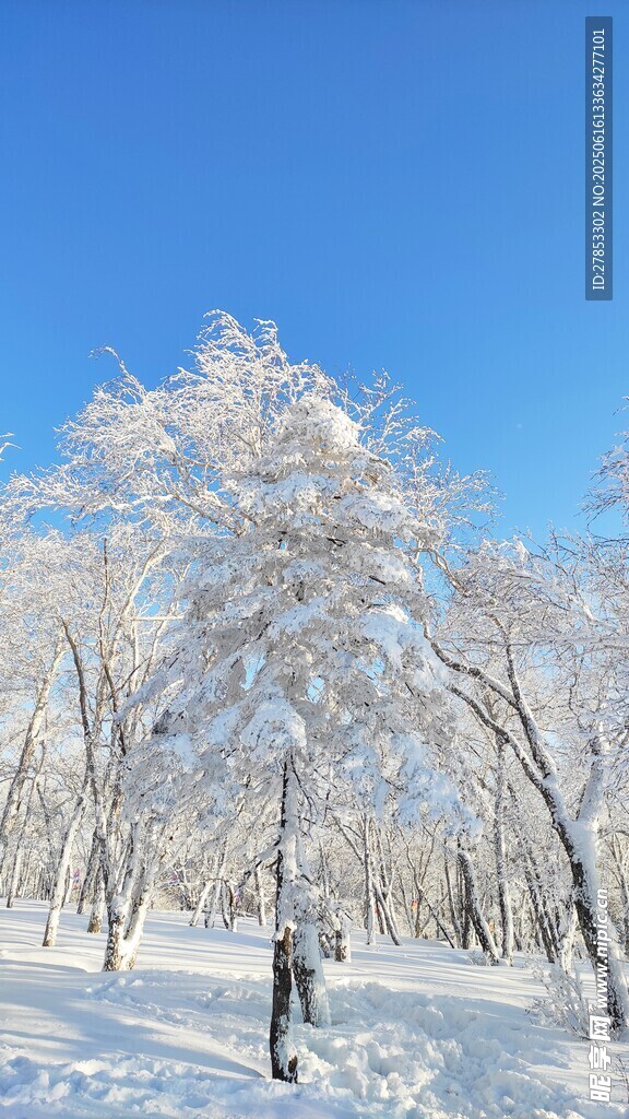 冬日雪林美景