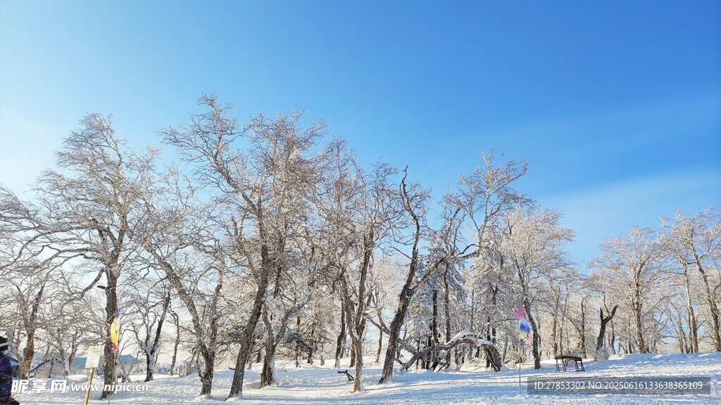 冬日雪林美景