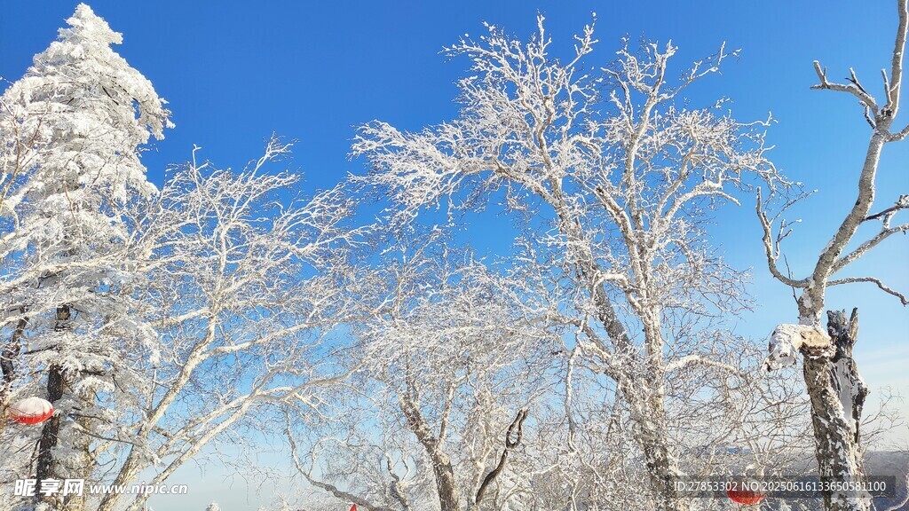 冬日雪景中的银白树木