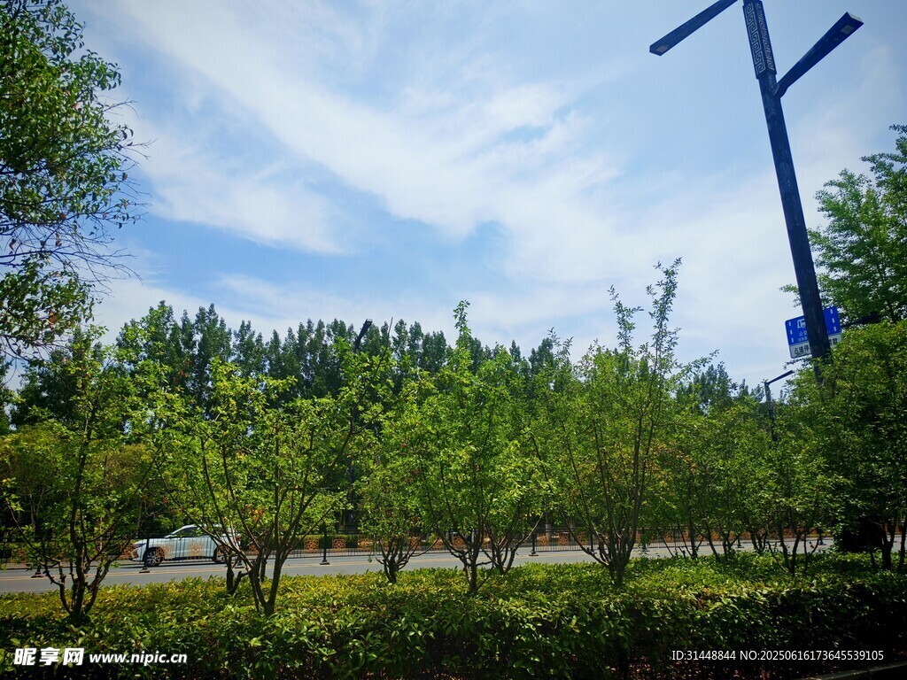 郊外绿树成荫的道路景观