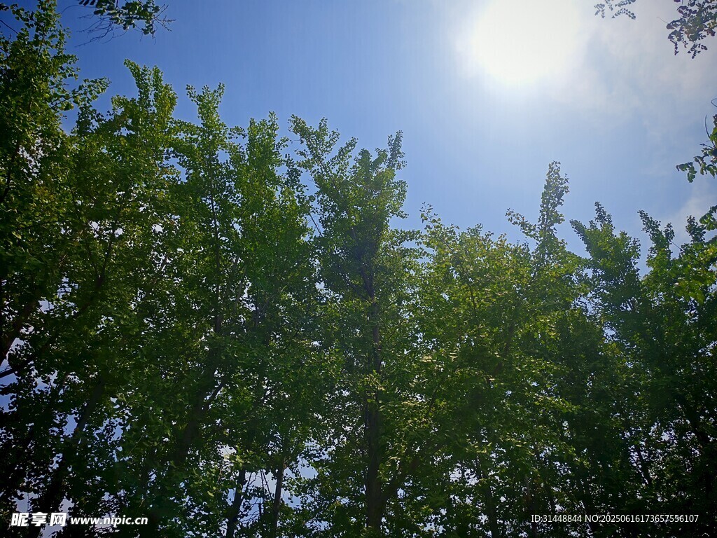阳光下的绿树梢