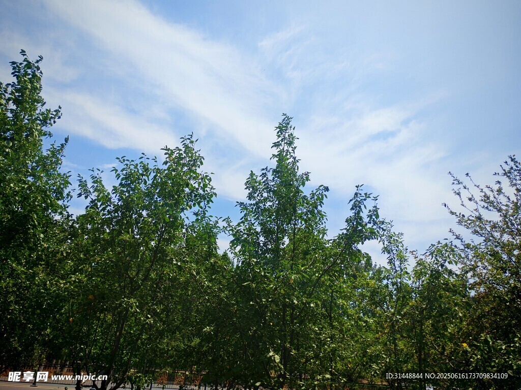 蓝天绿树风景图
