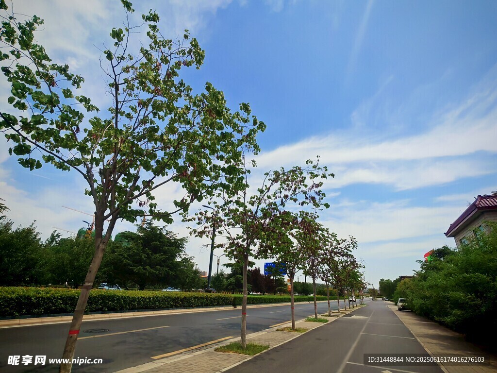 夏日林荫道路风景