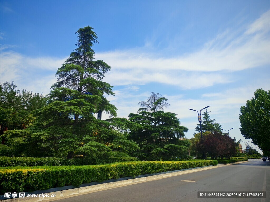 道路旁绿意盎然的园林景观