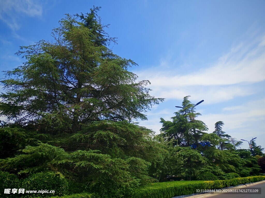 郊外葱郁树木与蓝天美景