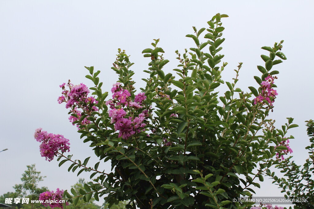 紫薇花 